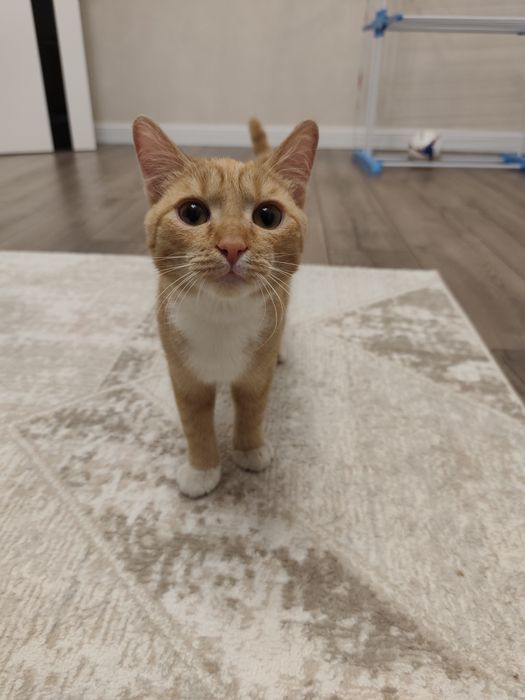 Отдам кота в хорошие добрые руки.