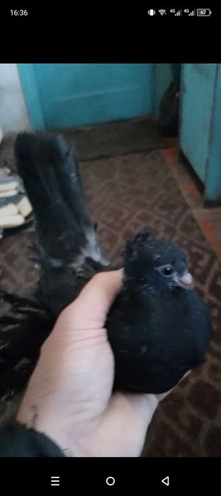 Голуби, голуби молодые.