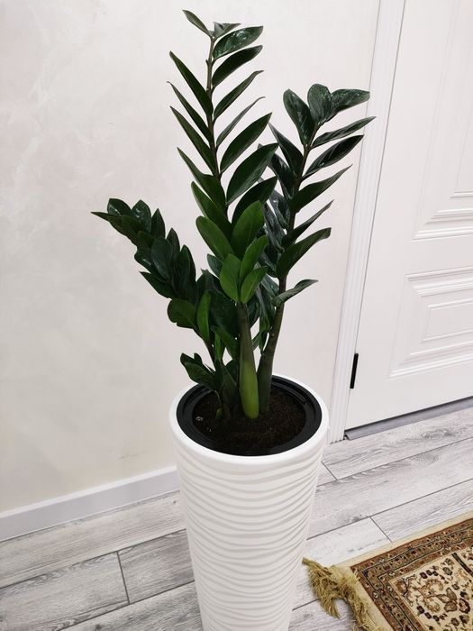 Комнатные растения, Доставка