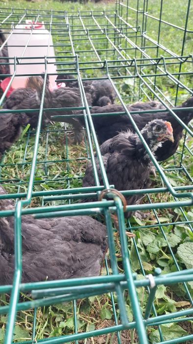 Vând pui australorp 1 lună pe negru și pe  albastru