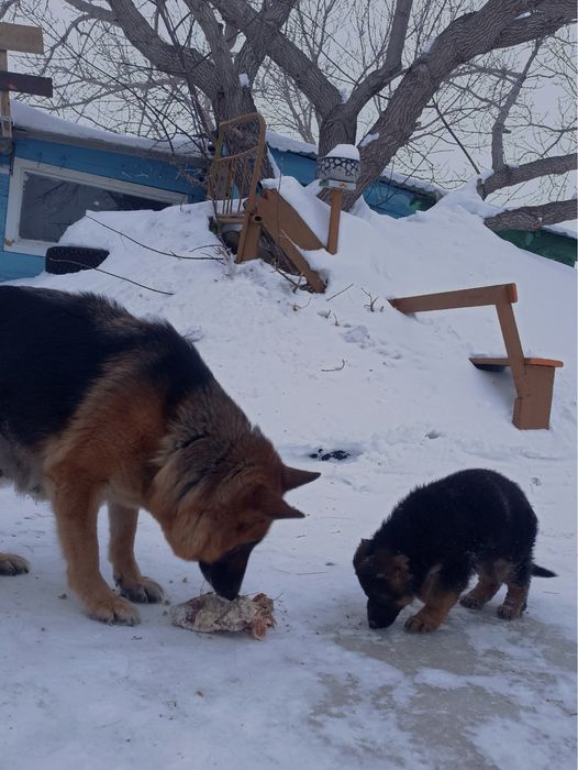 Продам чистокровную Овчарку девочка