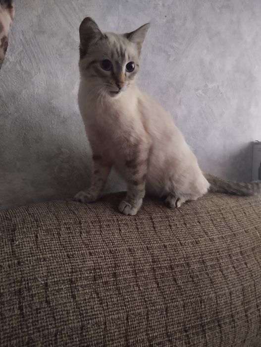 Нашла кошку, отдаю в добрые руки
