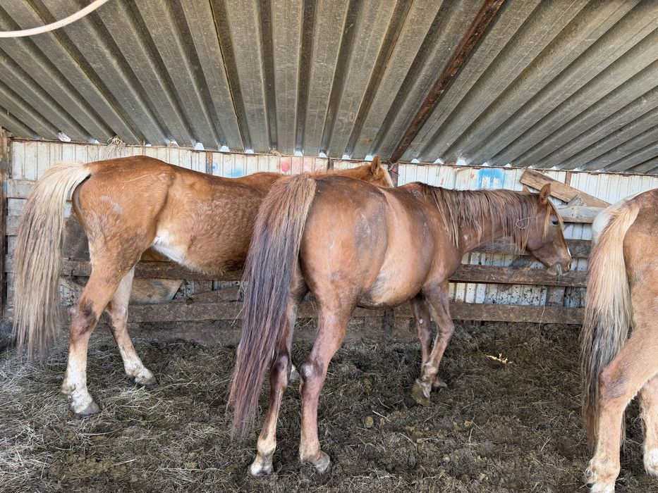 4 бас бие. Сатылады