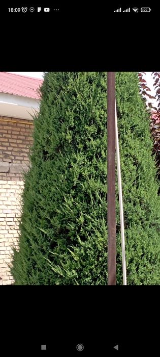 Sadovnik bogʻbon xizmati koʻrsatish