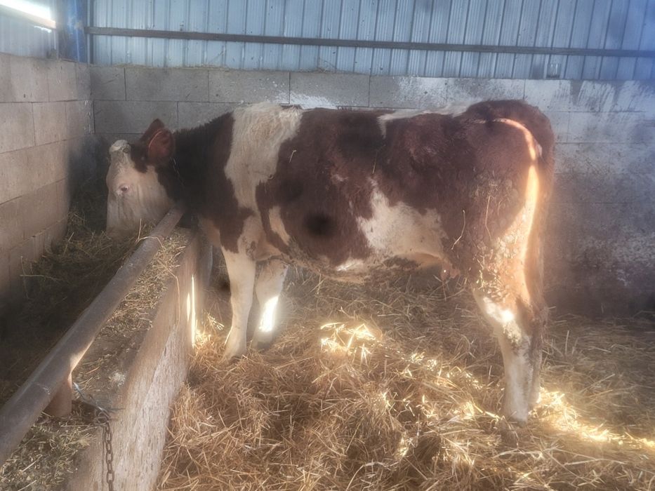 Vând vaca gestanta cu belgian