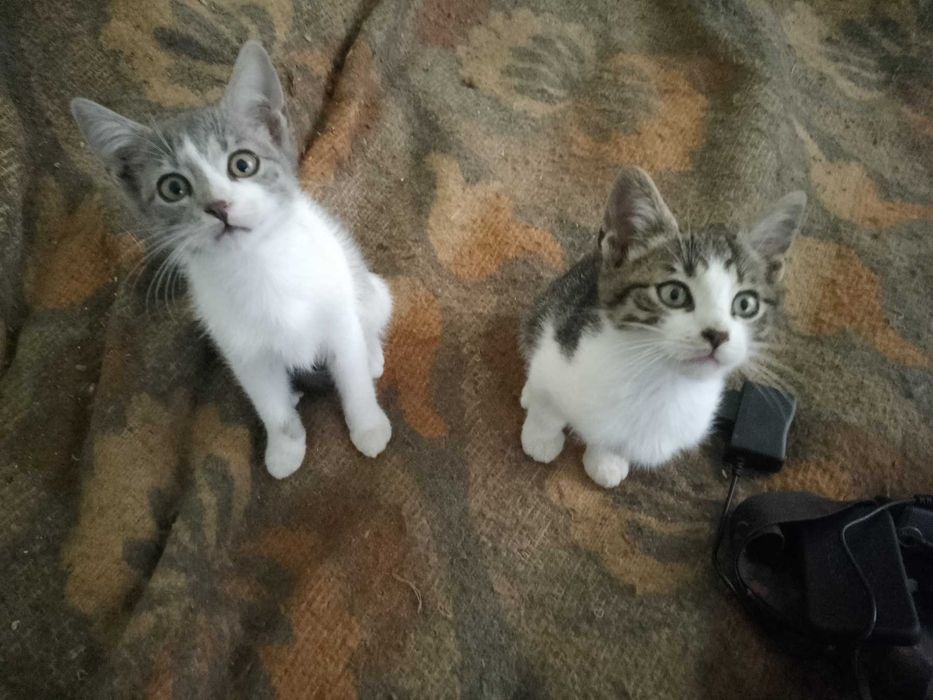 Подарявам котенца