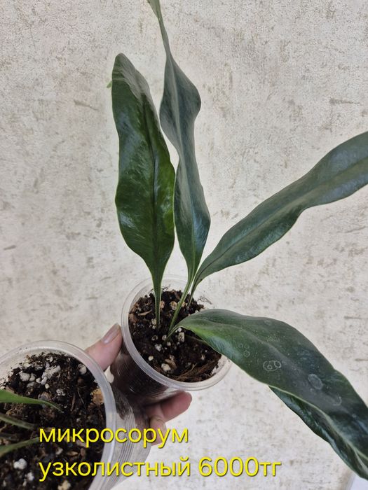 Папоротники сортовые