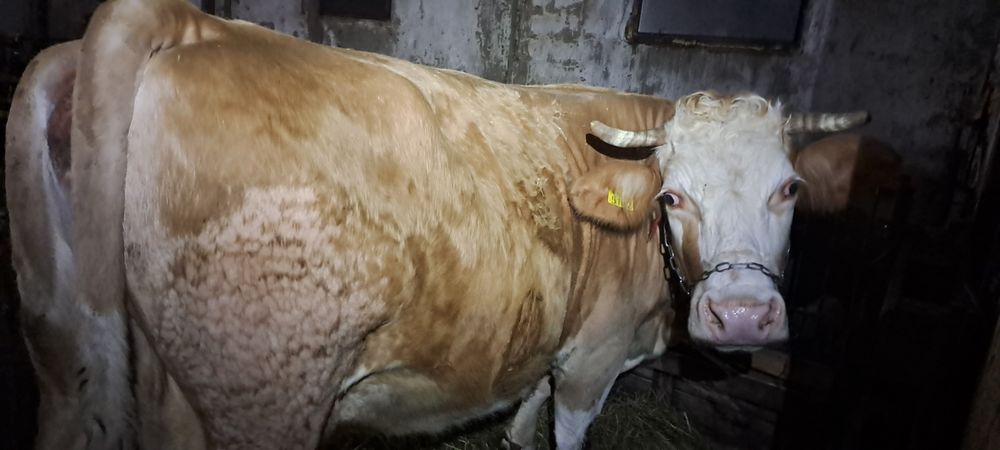 Vaca bună de ținut gestanta