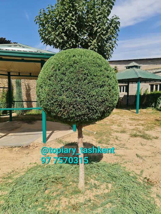 Archa kesish dorilash