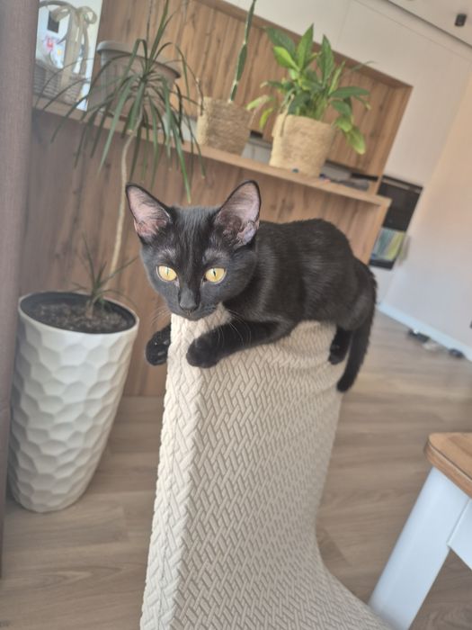 Отдам даром котенка 4,5 мес.