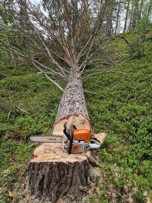 Спил деревьев любой сложности