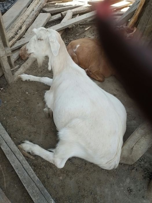 Iezi Anglo-nubieni castrați și necastrați  pretabili montă