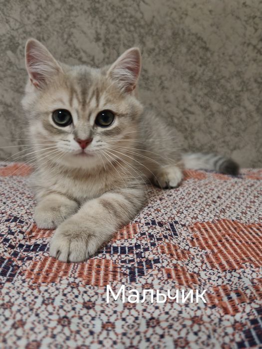 Шотландские котята