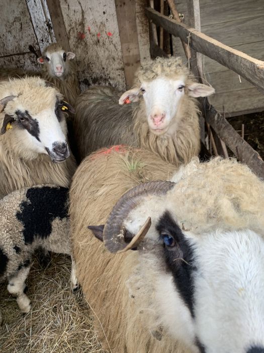 Oi de vânzare,oile sunt tienre cu miei