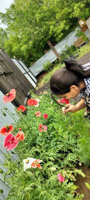 Семена декоративного мака Мак