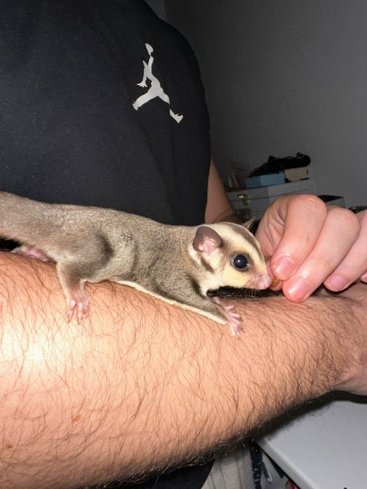 Veverița sugar glider