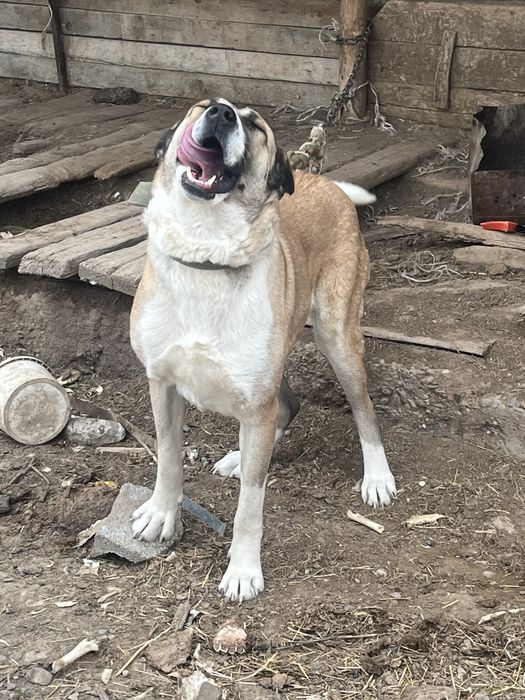 Сабака Алабай Төбет Ит Қаншық