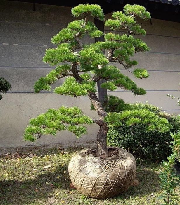 Gazon lanshaft palif hizmatlari bor joyiga qarab kelishgan holda