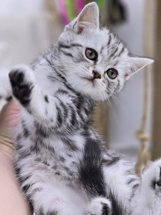 Кошечка Шотландская