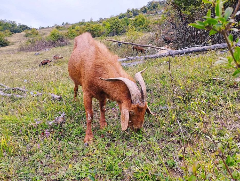 Vindem țap - bun de montă - 4 ani - Anglo-Nubian x Alpină Franceză: genetică lapte