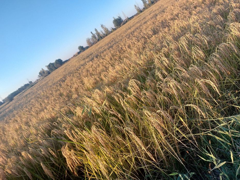 Sholi alanga sotladi uriğliqqa ham yemakka ham sotishgaham yahshi sfat