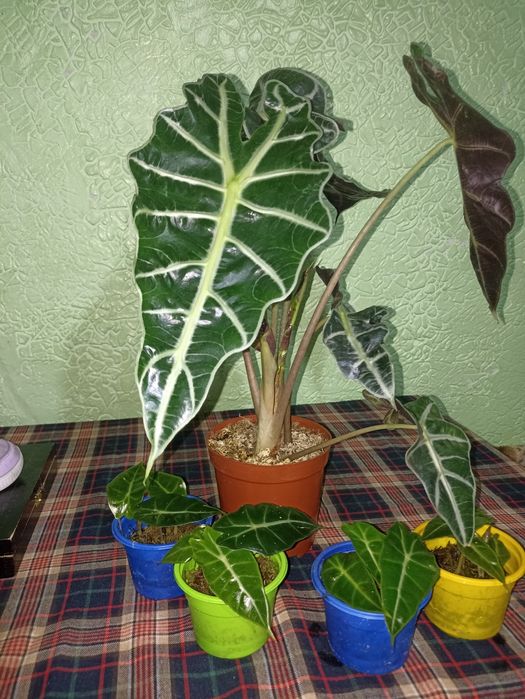 Алоказия      Полли