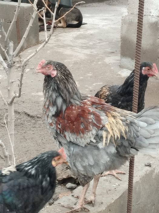 Петухи 100. 000 сум