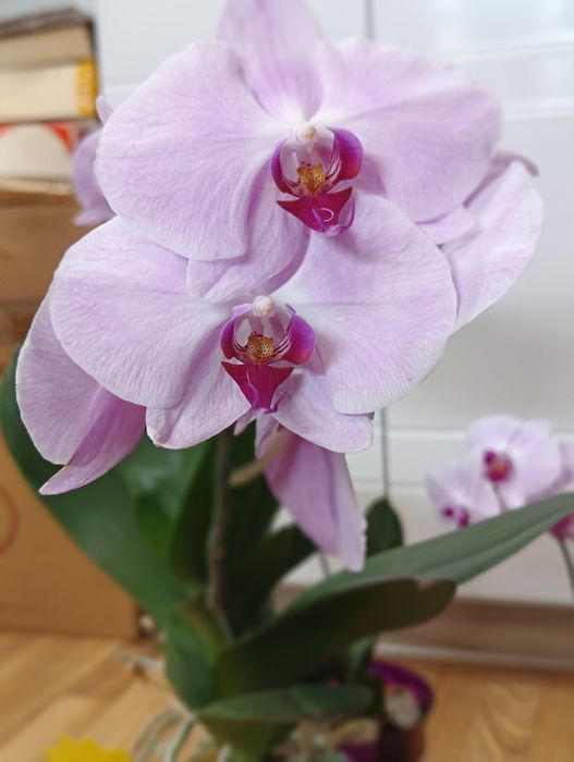 Орхидея Фаленопсис