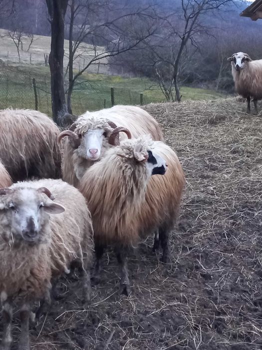 Oi cu miei/ gestante