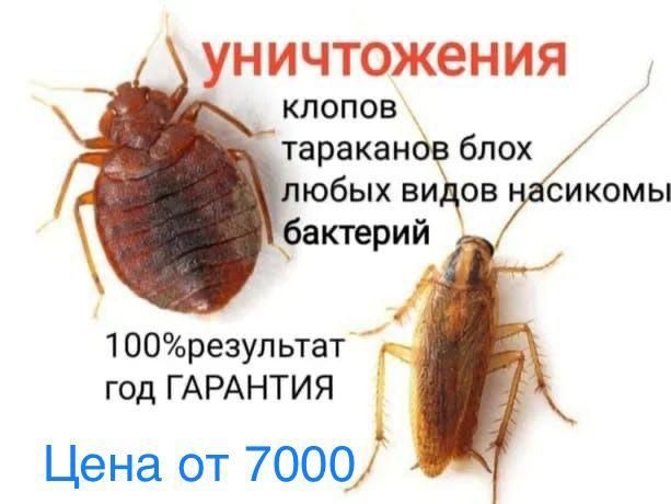 Уничтожение клопов и тараканов