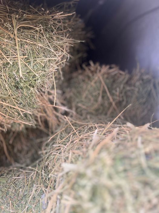 Таза жоңышқа пресс бар