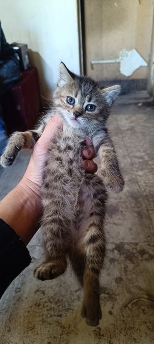 Котята в хорошие руки
