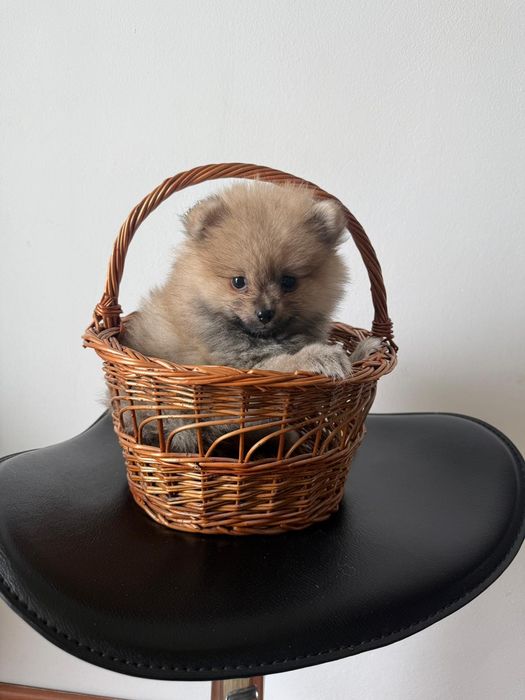 Vinzare pomeranian