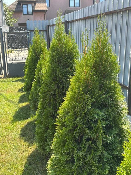 Vând tuia cu înălțimea între 120–150 cm