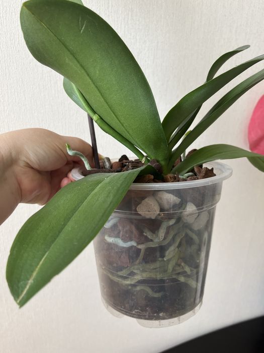 Орхидея Марракеш бабочка