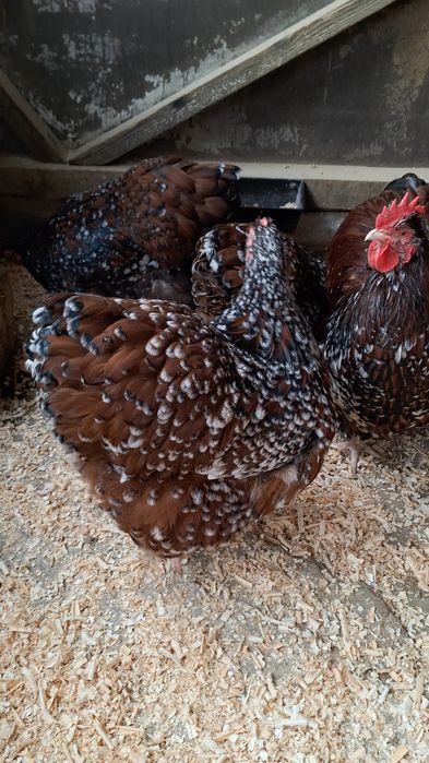 Familie Orpington porțelan