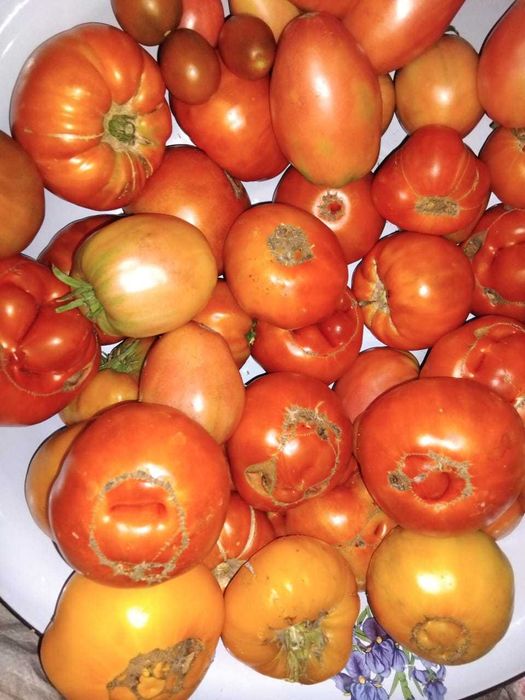 Продам помидоры домашние