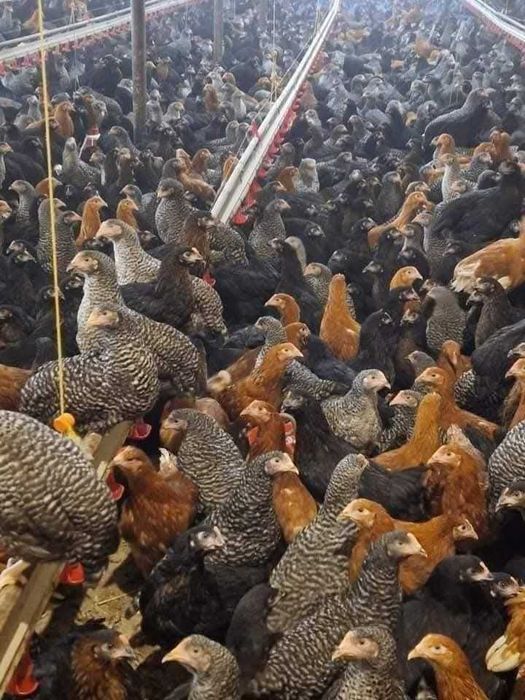 Pui de rasă mixtă și alb de carne si de ouă