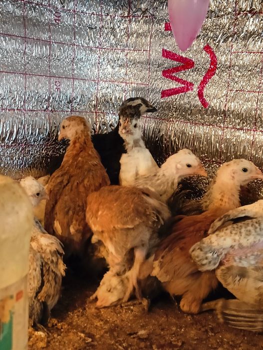 Инкубационное яйцо