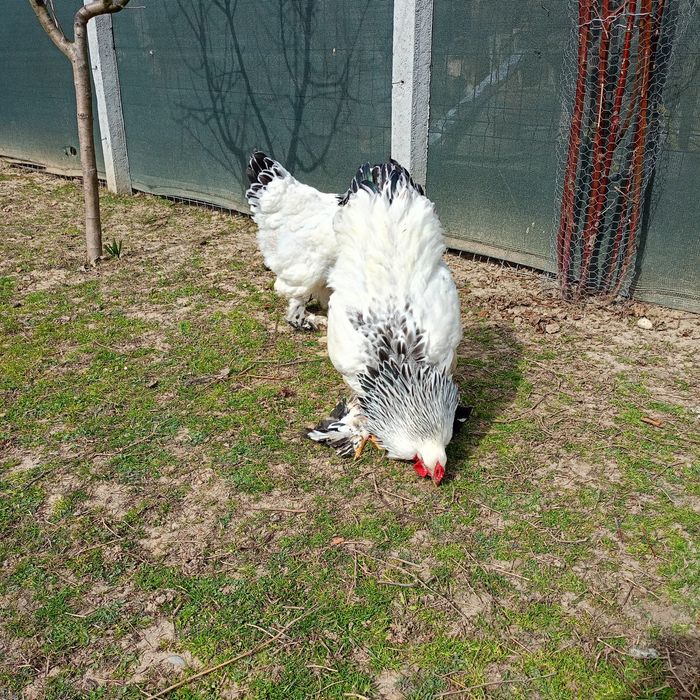 Găini și Cocoși Brahma  150 ,,,250. Lei in funcție de pasăre