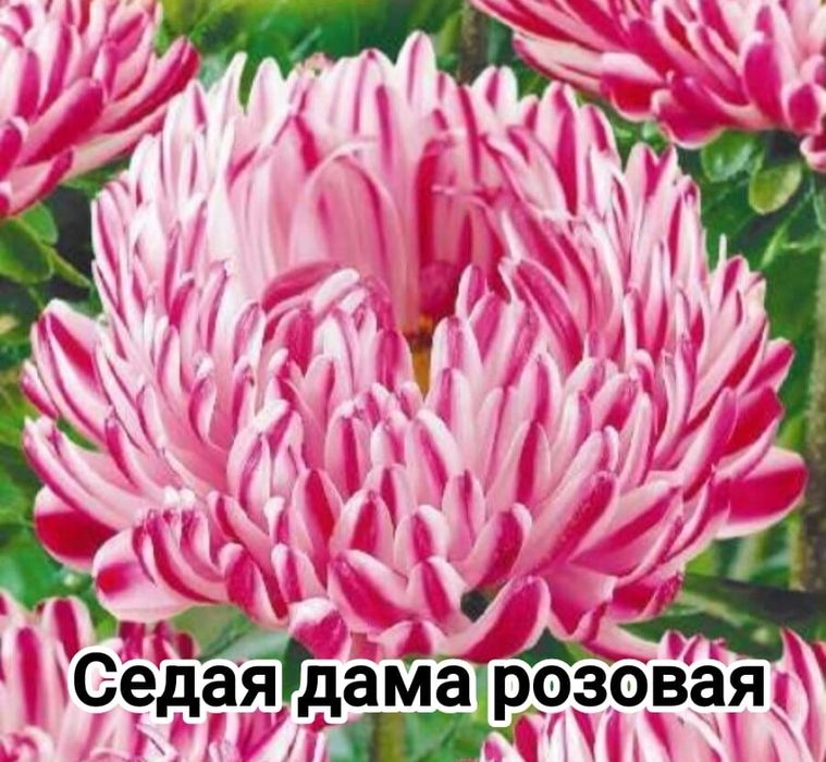 Предзаказ: Рассада астр — На май