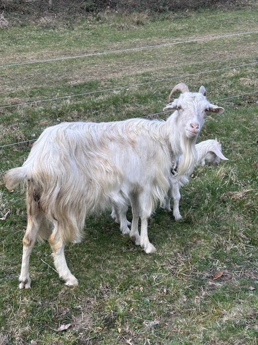 Capră cu o ieduță si un ied