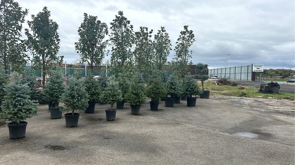 Tuia brazi maslini ilex pohtinia bosai spirale pom-pom cedru evonimius
