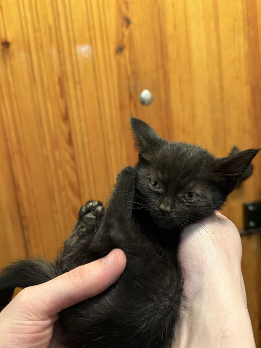 Ищут дом котята