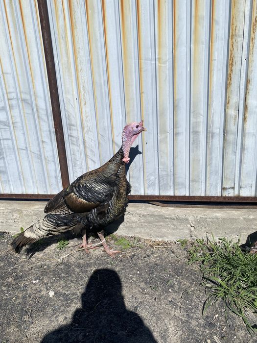 Продам жирные индюки