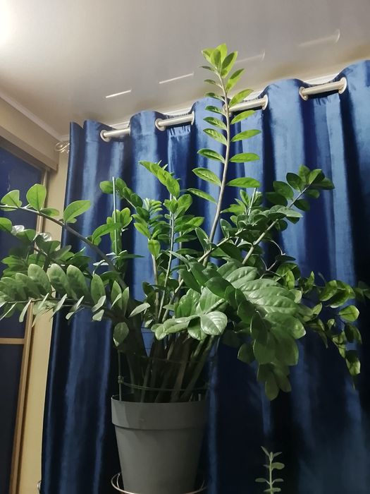 Замиокулькас ( Долларовое дерево)