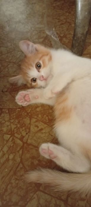 Отдам котят в добрые руки