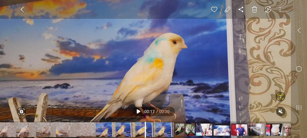 Канарейка самка красный мозаик.