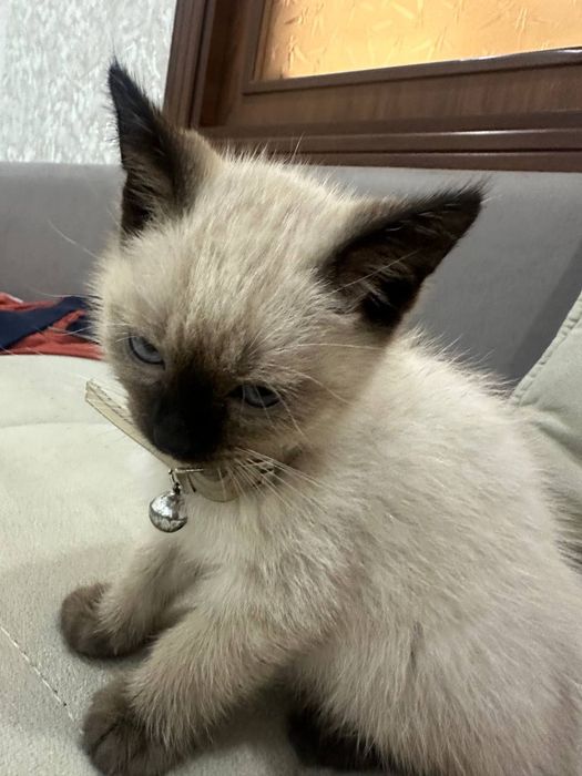 Mushuk zotli surochn sotiladi