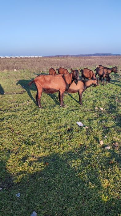 Vând țap rasa alpina franceza.